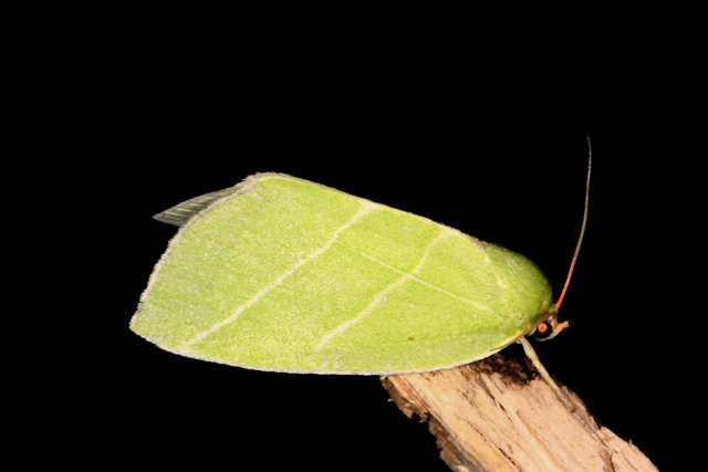 Bena bicolorana - Copyright Denis Bourgeois